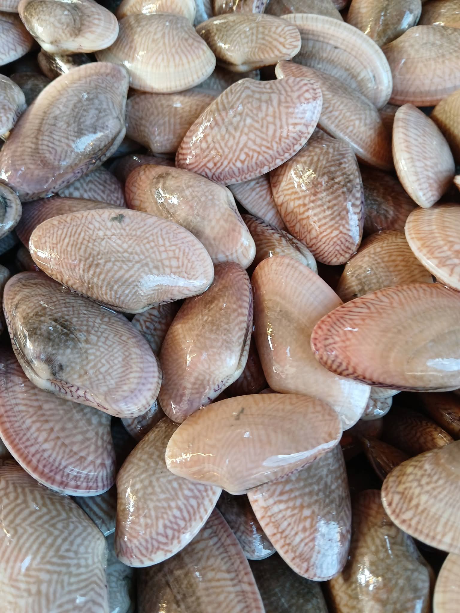 جندوفلى_1 جندوفلى_1