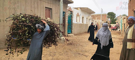 العمل-بموسم-حصاد-وتفصيص-أعواد-الكركدية-قبل-طرحه-في-الأسواق العمل-بموسم-حصاد-وتفصيص-أعواد-الكركدية-قبل-طرحه-في-الأسواق