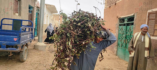 موسم-حصاد-وتفصيص-أعواد-الكركدية-قبل-طرحه-في-الأسواق-بالأقصر موسم-حصاد-وتفصيص-أعواد-الكركدية-قبل-طرحه-في-الأسواق-بالأقصر