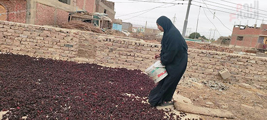 العمل-فى-موسم-الكركدية-فى-منازل-جنوب-الأقصر العمل-فى-موسم-الكركدية-فى-منازل-جنوب-الأقصر