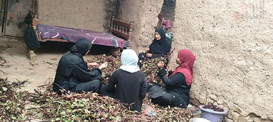 سيدات-القرى-جنوب-الأقصر-وفرحة-العمل-في-موسم-الكركدية سيدات-القرى-جنوب-الأقصر-وفرحة-العمل-في-موسم-الكركدية