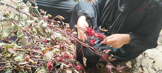 موسم-حصاد-وتفصيص-أعواد-الكركدية-قبل-طرحه-في-الأسواق موسم-حصاد-وتفصيص-أعواد-الكركدية-قبل-طرحه-في-الأسواق