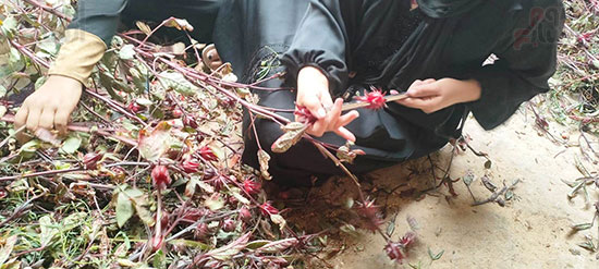 عمليات-تفصيص-أعواد-الكركدية-فى-المنازل-بالأقصر عمليات-تفصيص-أعواد-الكركدية-فى-المنازل-بالأقصر