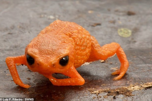 اكتشاف ضفدع فى البرازيل اكتشاف ضفدع فى البرازيل