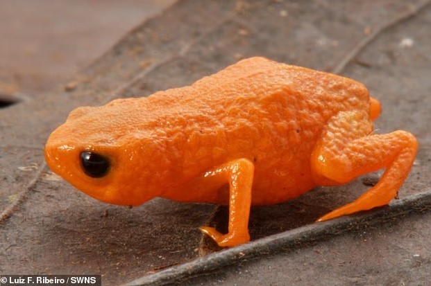 اكتشاف ضفدع جديد اكتشاف ضفدع جديد