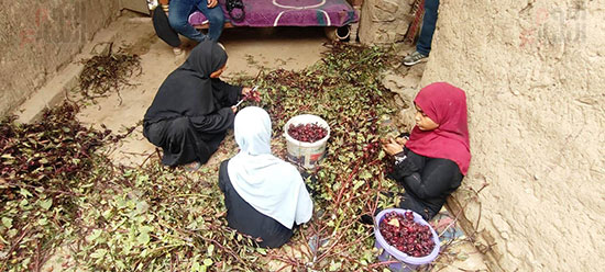 سيدات-الأقصر-خلال-العمل-فى-تفصيص-الكركدية-بالمنازل سيدات-الأقصر-خلال-العمل-فى-تفصيص-الكركدية-بالمنازل