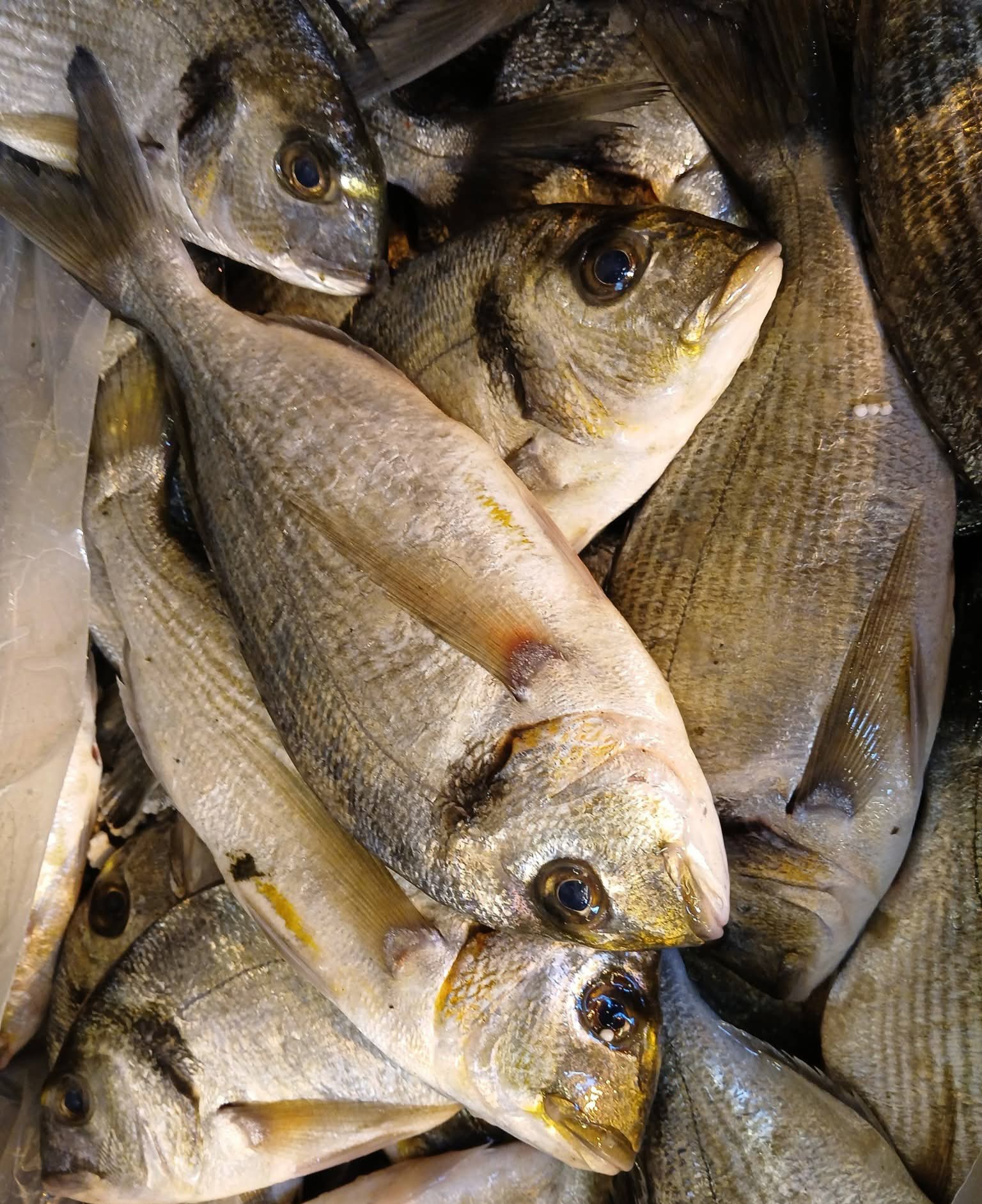 دنيس وسط دنيس وسط