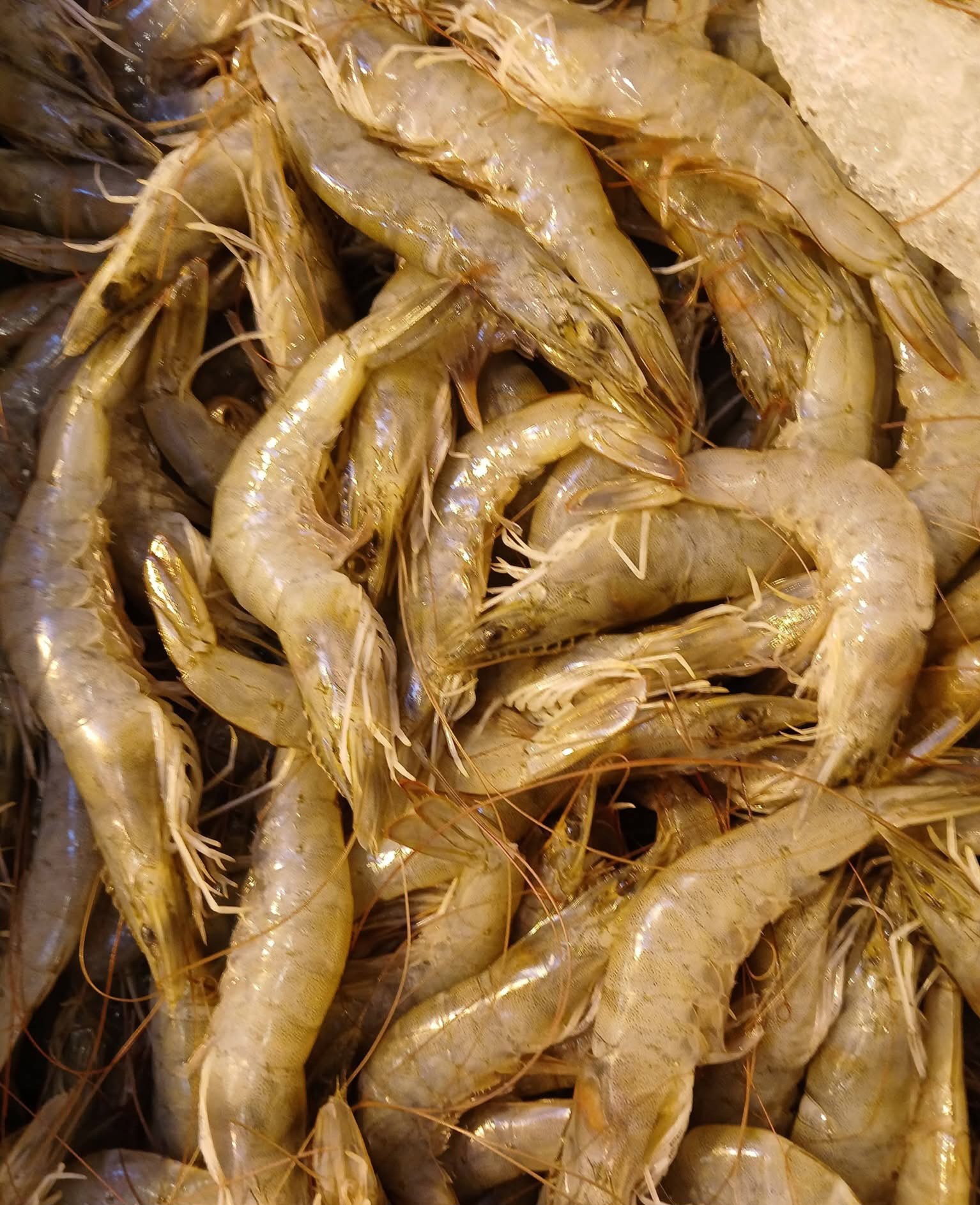 جمبرى_1 جمبرى_1