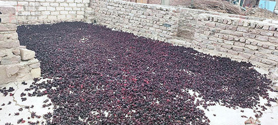 نشر-كميات-الكركدية-فى-الهواء-قبل-بيعه-فى-الأسواق نشر-كميات-الكركدية-فى-الهواء-قبل-بيعه-فى-الأسواق