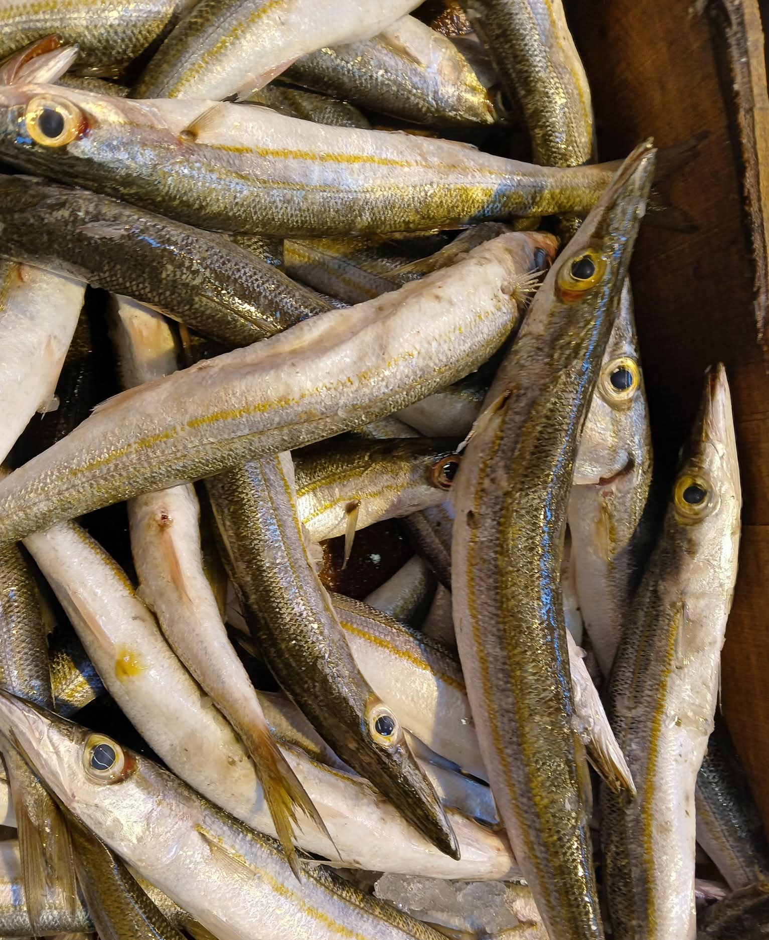 مغازل مغازل