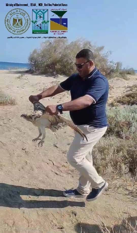 العثور على طائر عقاب نساري مصاب بمنطقة أبو غصون بمرسى علم العثور على طائر عقاب نساري مصاب بمنطقة أبو غصون بمرسى علم