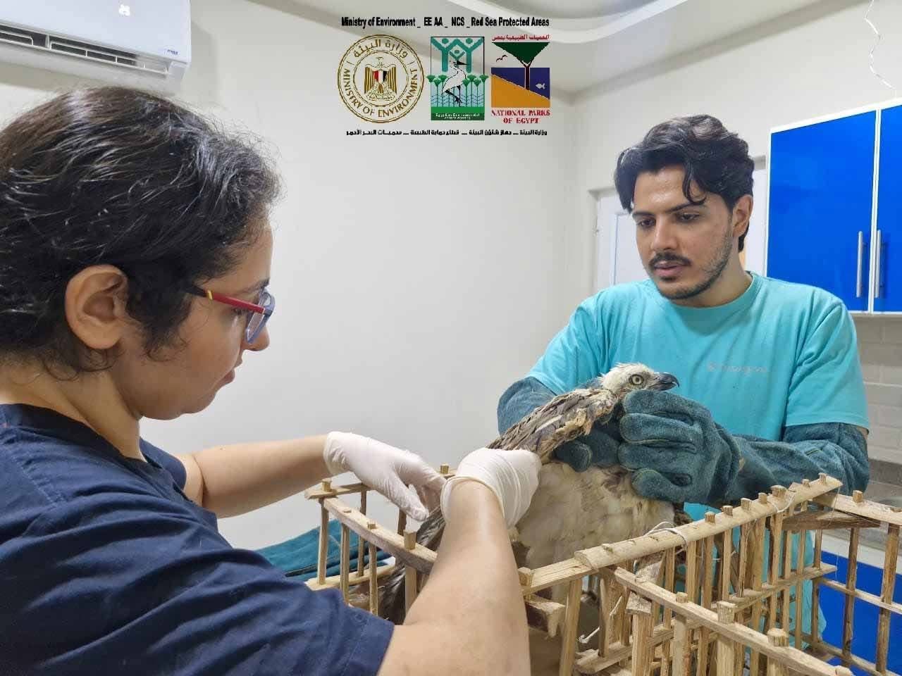 إنقاذ طائر عقاب نساري مصاب بمنطقة أبو غصون بمرسى علم إنقاذ طائر عقاب نساري مصاب بمنطقة أبو غصون بمرسى علم