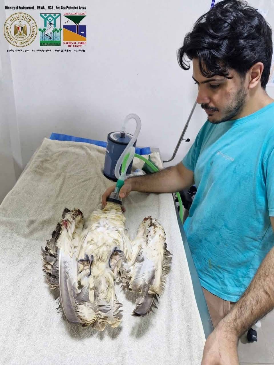 علاج طائر عقاب نساري مصاب بمنطقة أبو غصون علاج طائر عقاب نساري مصاب بمنطقة أبو غصون