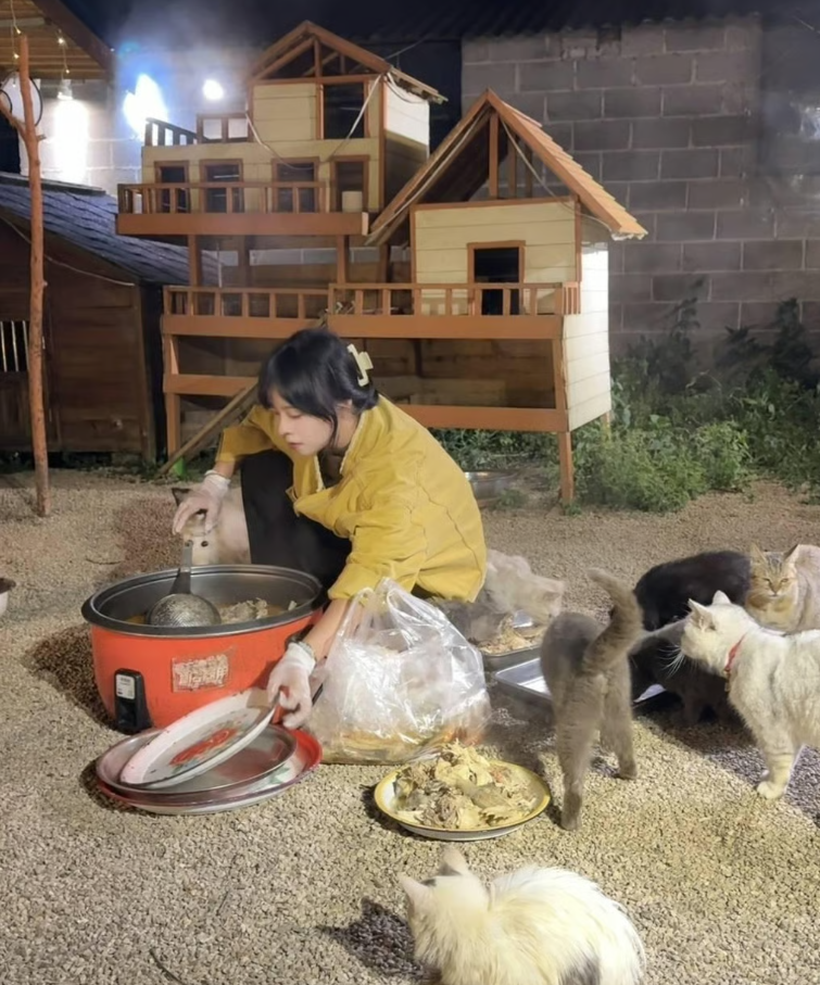 تطعم القطط تطعم القطط