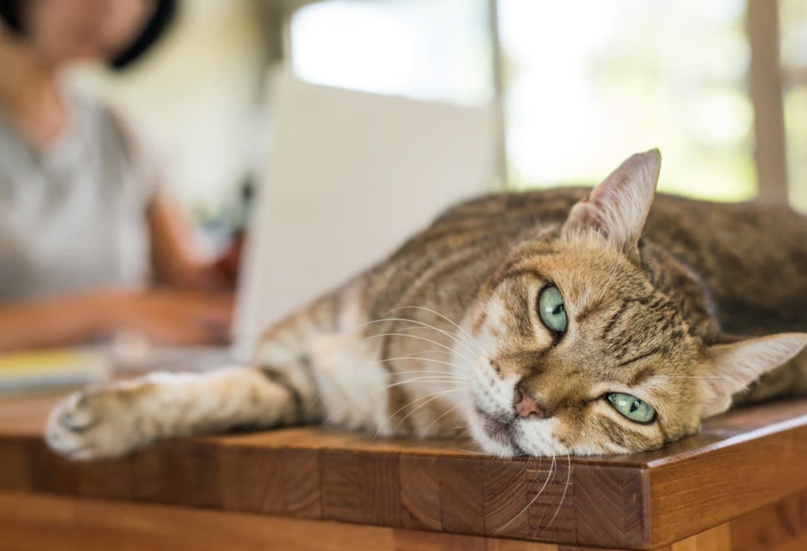 واجهت مالكة الحيوان انتقادات على الإنترنت بتهمة الإهمال بينما قدم لها آخرون نصائح لتجنب تكرار مثل هذا الحادث واجهت مالكة الحيوان انتقادات على الإنترنت بتهمة الإهمال بينما قدم لها آخرون نصائح لتجنب تكرار مثل هذا الحادث