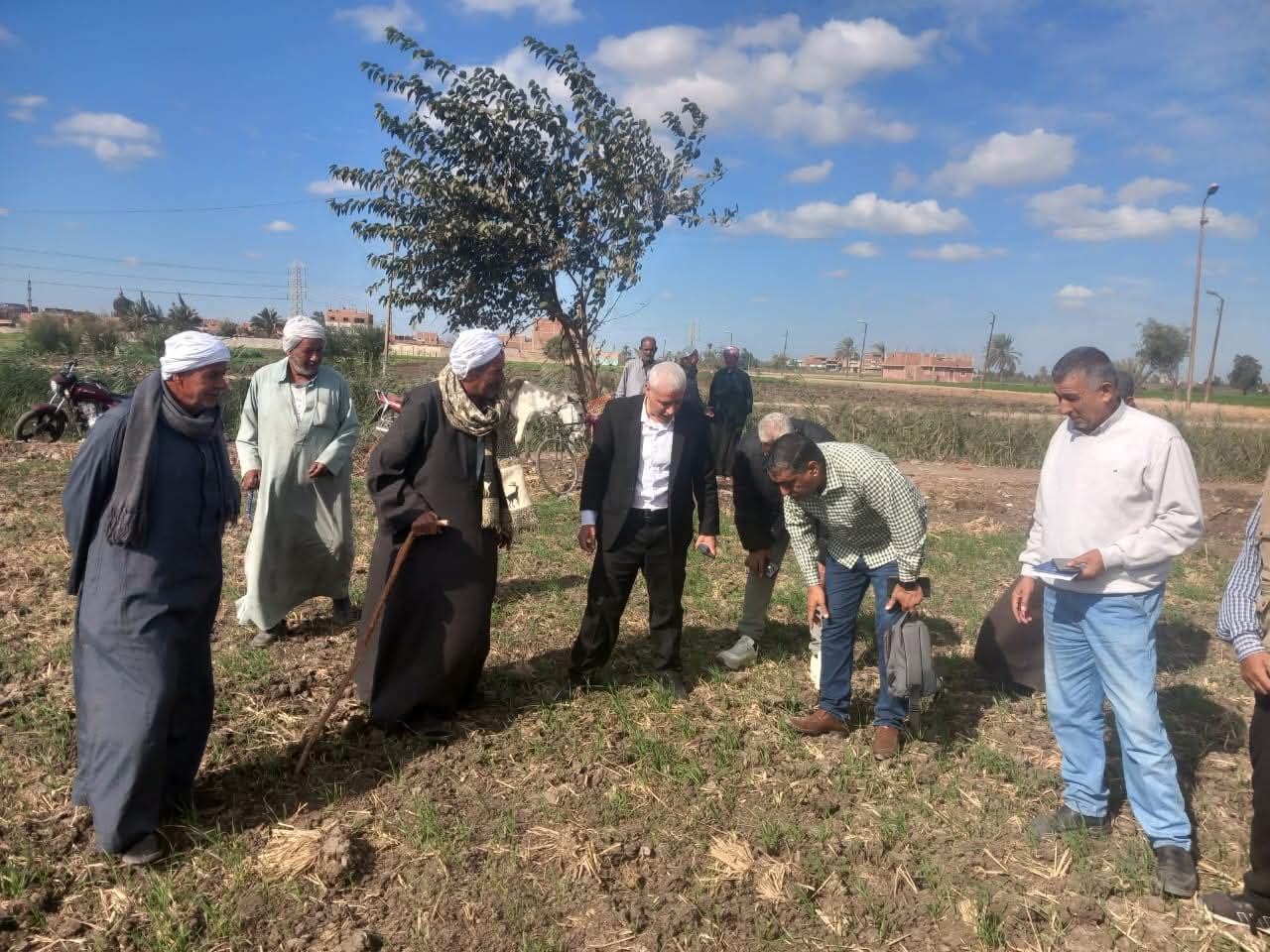 زراعة محصول القمح