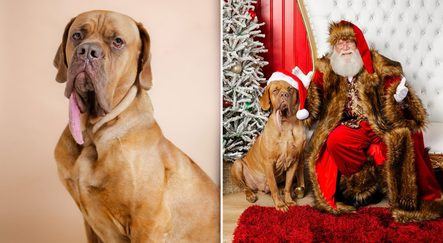 الكلب أوزي الكلب أوزي