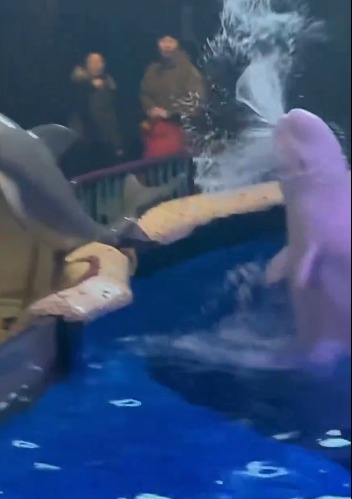 الحوت يرش المياه على الشاب المدخن