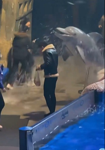 حوت بيلوغا يغرق شاب مدخن بالمياه