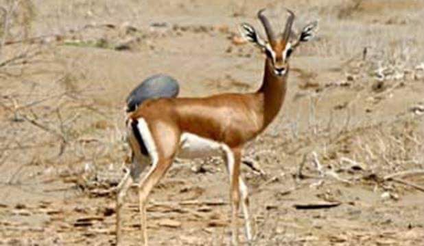 الغزال المصرى الغزال المصرى