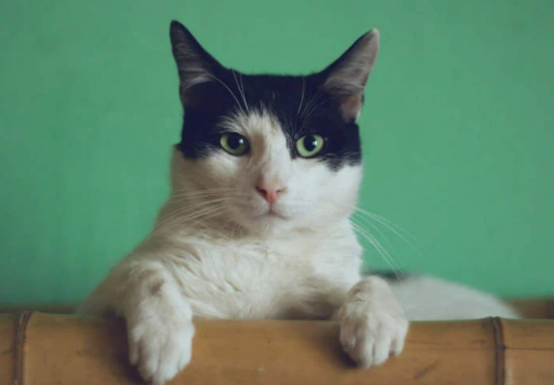 امرأة ترفع دعوى ضد زوجها لاهتمامه بقطته الأليفة أكثر منها امرأة ترفع دعوى ضد زوجها لاهتمامه بقطته الأليفة أكثر منها