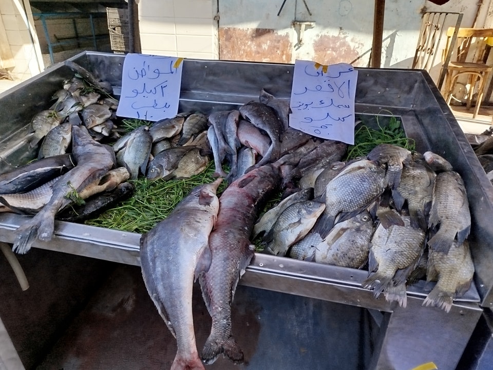 توفير أسماك بسوق اليوم الواحد رقم 47 في شرق السكة الحديد بالأقصر