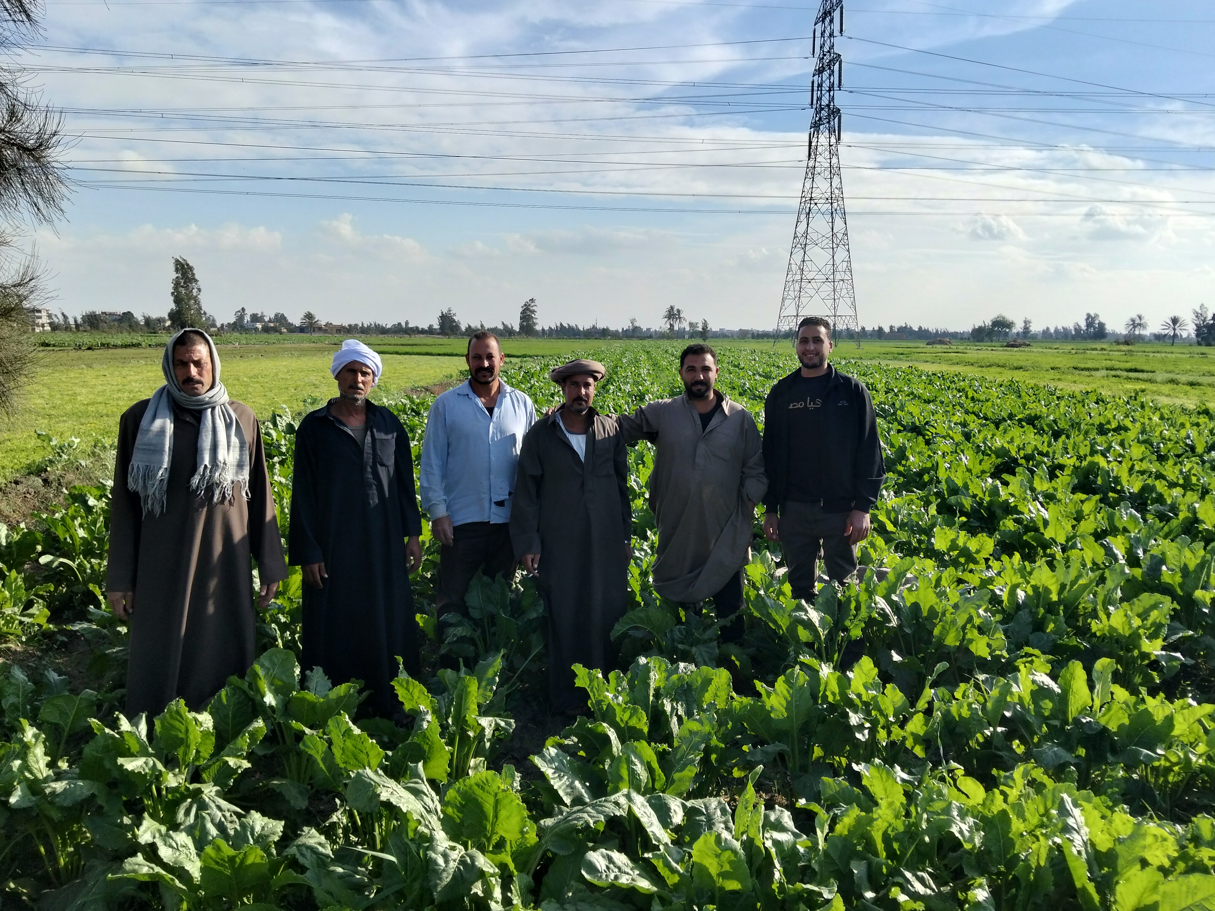 مزارعين البنجر مزارعين البنجر