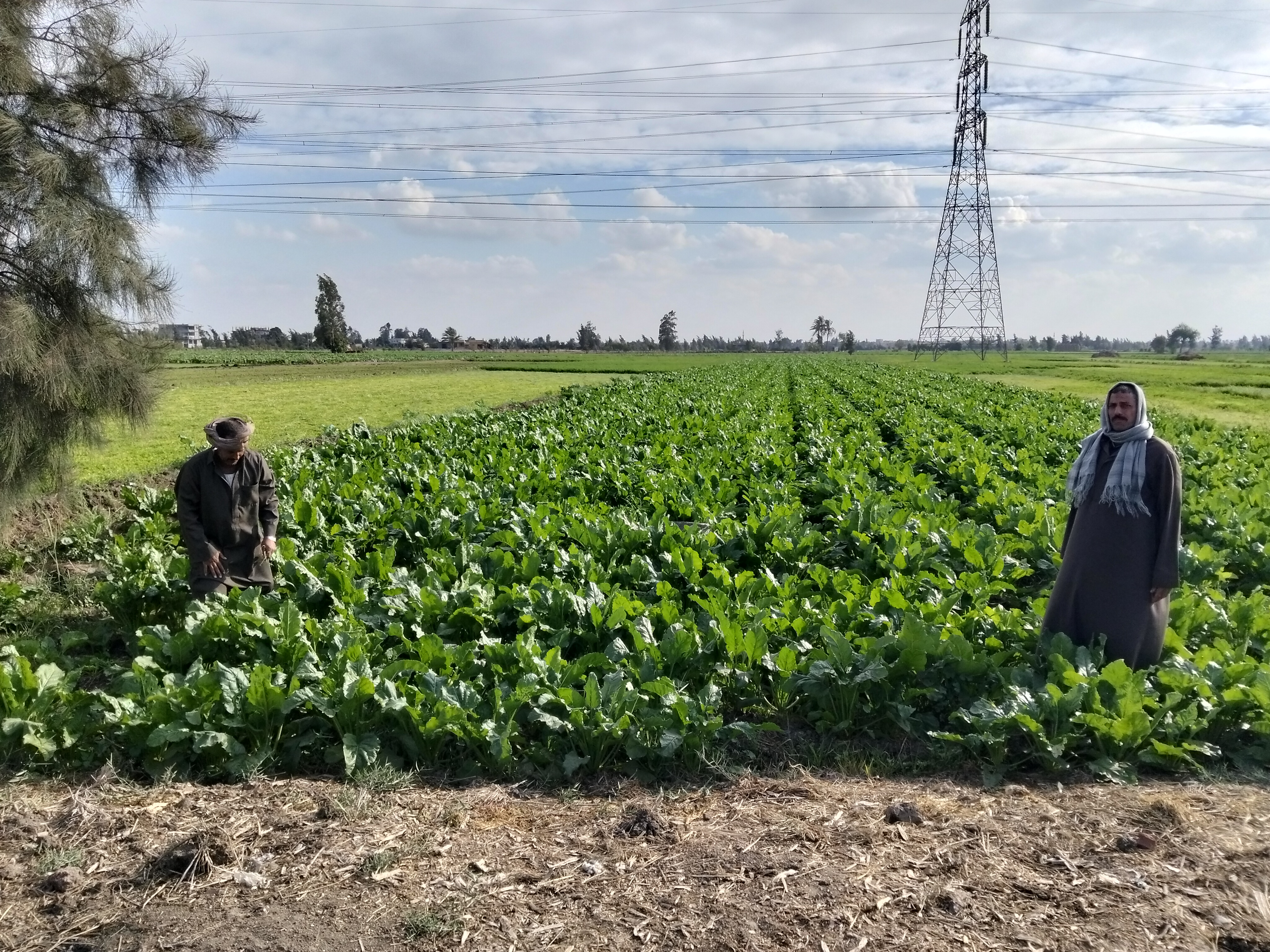 محصول البنجر محصول البنجر