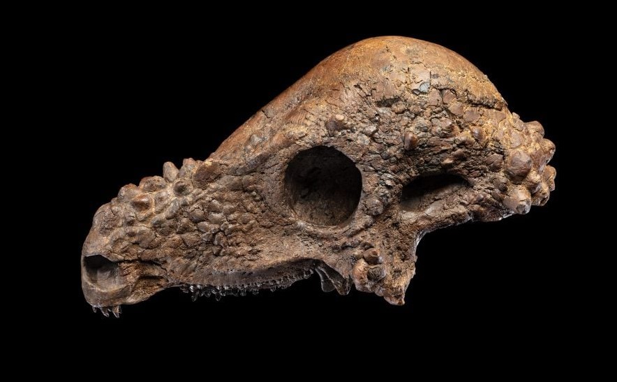 جمجمة ديناصور جمجمة ديناصور