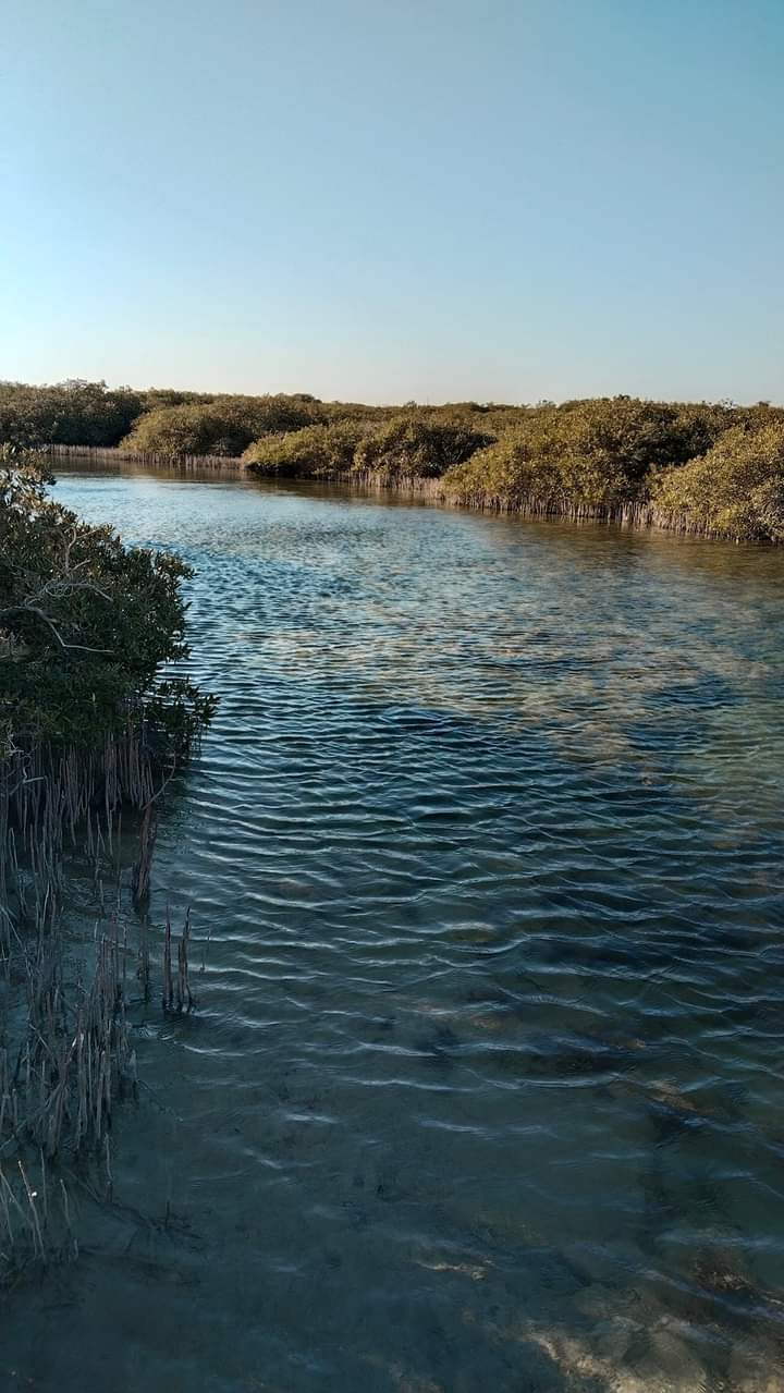 أشجار المانجروف بجزيرة ابو منقار