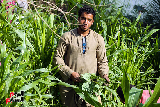 موسم حصاد الفاصوليا بالجيزة موسم حصاد الفاصوليا بالجيزة