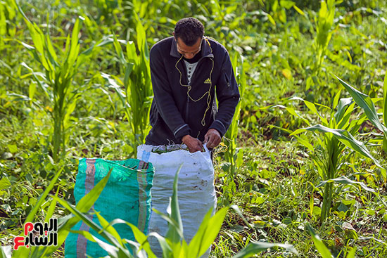 تعبئة الفاصوليا فى أجولة تعبئة الفاصوليا فى أجولة