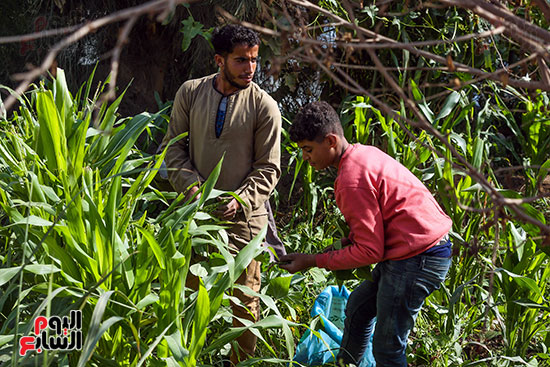 حصاد الفاصوليا حصاد الفاصوليا