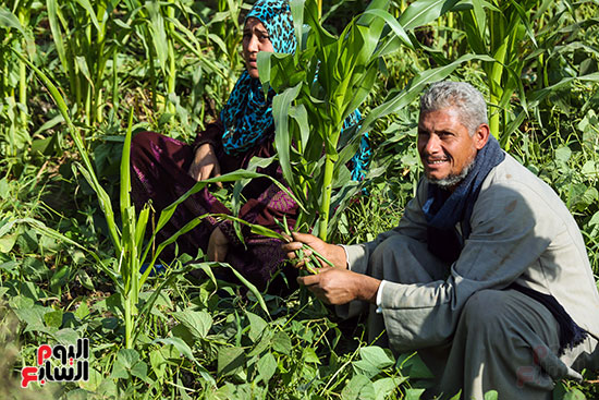 حصاد الفاصوليا الخضراء حصاد الفاصوليا الخضراء