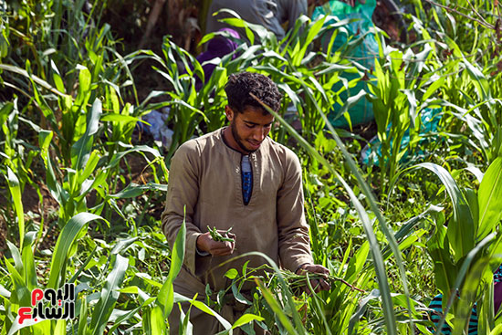 مزارع يقوم بجمع الفاصوليا مزارع يقوم بجمع الفاصوليا