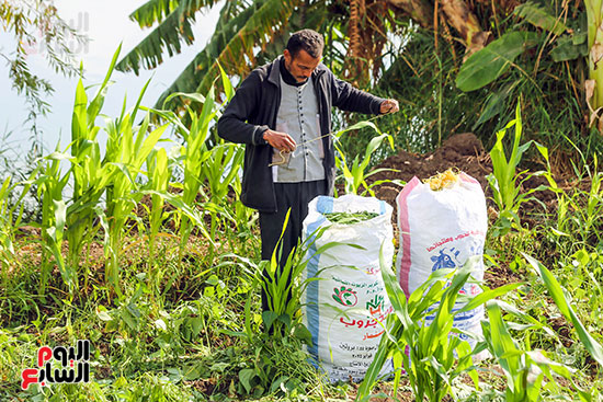 تجهيز الفاصوليا تجهيز الفاصوليا