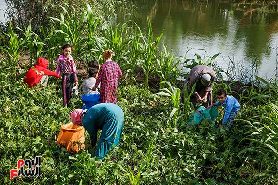سيدات يجمعن الفاصوليا سيدات يجمعن الفاصوليا