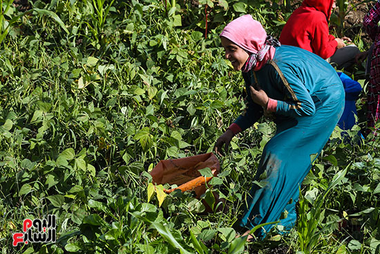 سيدة تجمع فاصوليا سيدة تجمع فاصوليا