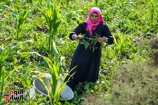 سيدة تحصد الفاصوليا الخضراء سيدة تحصد الفاصوليا الخضراء