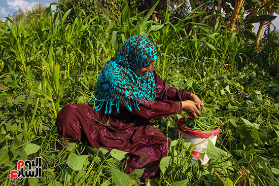 تجميع الفاصوليا تجميع الفاصوليا