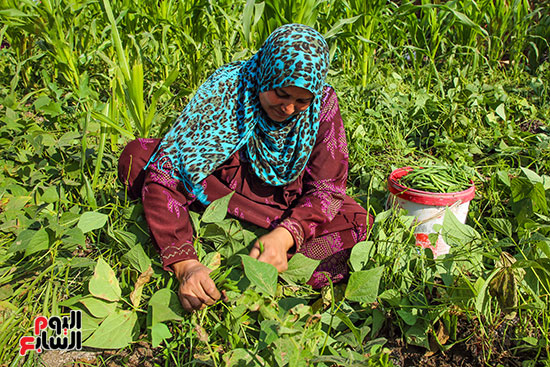 تنقية الفاصوليا تنقية الفاصوليا