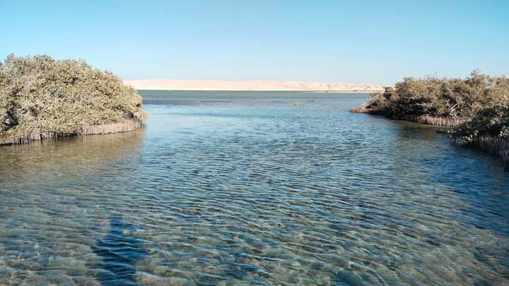 ابو منقار الخلابة 