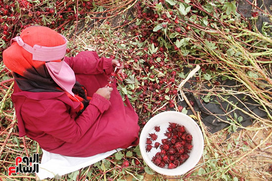 أثناء-الحصاد