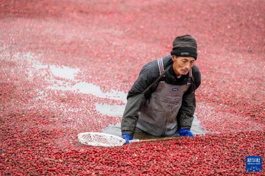 التوت البرى فى الصين (2)