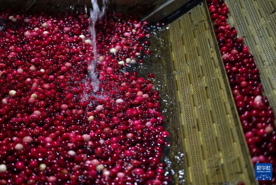 التوت البرى فى الصين (1)