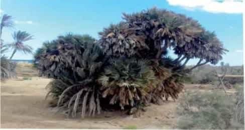 سميت بالمرحلة الفيضية 