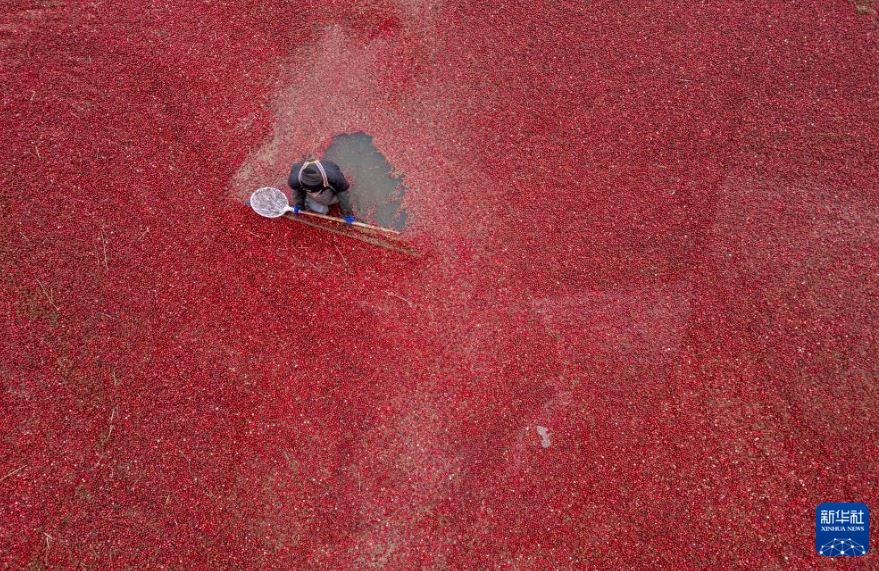 التوت البرى فى الصين (4)