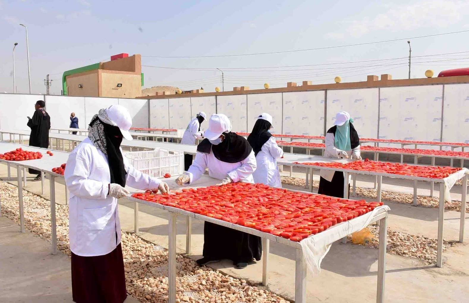 مجمع الكيمان لتجفيف الطماطم جنوب الأقصر