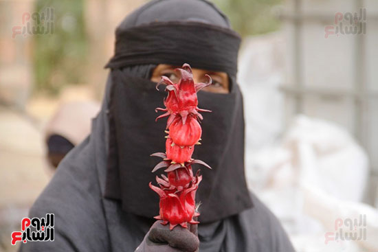 السيدات-والكركديه