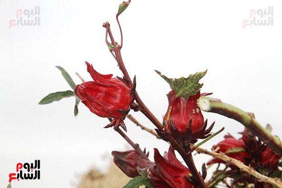 زهرة-الكركديه